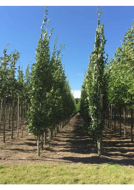 Sumpf-Eiche 'Green Pillar'  | Quercus palustris 'Green Pillar'