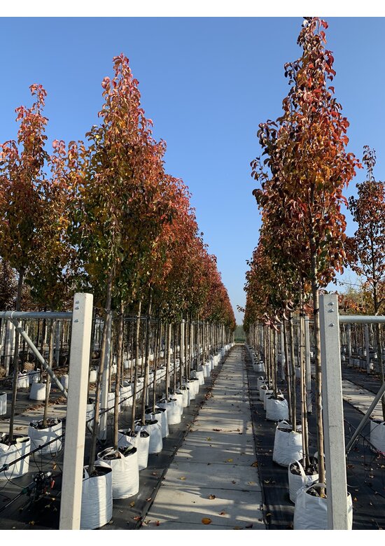 Stadtbirne 'Chanticleer' | Pyrus calleryana 'Chanticleer'