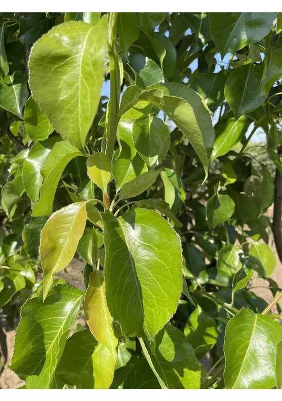 Stadtbirne 'Chanticleer' | Pyrus calleryana 'Chanticleer'
