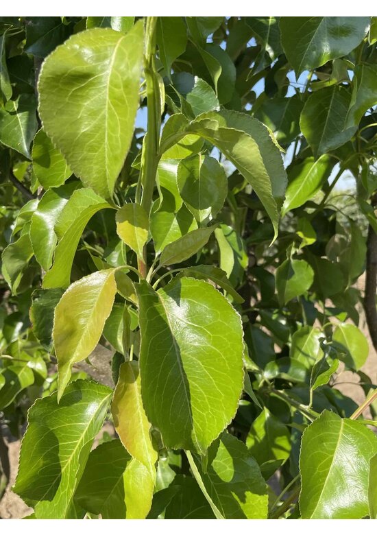 Stadtbirne 'Chanticleer' | Pyrus calleryana 'Chanticleer'