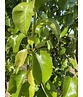 Stadtbirne 'Chanticleer' | Pyrus calleryana 'Chanticleer'