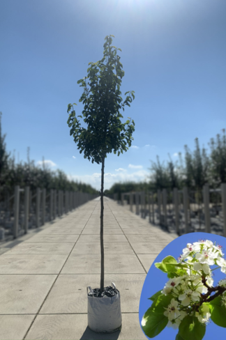 Stadtbirne 'Chanticleer' | Pyrus calleryana 'Chanticleer' Stadtbirne 'Chanticleer' | Pyrus calleryana 'Chanticleer'
