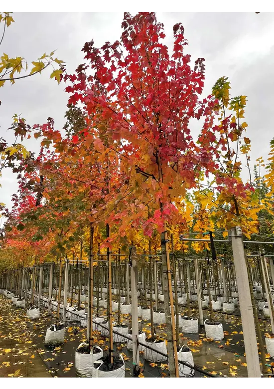 Rot-Ahorn - Scharlach-Ahorn - Sumpf-Ahorn | Acer rubrum