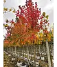 Rot-Ahorn - Scharlach-Ahorn - Sumpf-Ahorn | Acer rubrum Rot-Ahorn - Scharlach-Ahorn - Sumpf-Ahorn | Acer rubrum