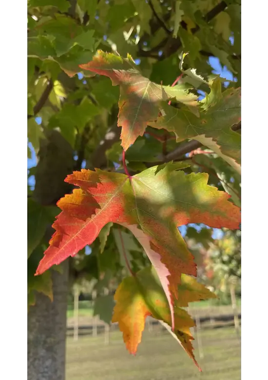 Rotahorn | Acer rubrum