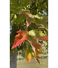 Rot-Ahorn - Scharlach-Ahorn - Sumpf-Ahorn | Acer rubrum Rot-Ahorn - Scharlach-Ahorn - Sumpf-Ahorn | Acer rubrum