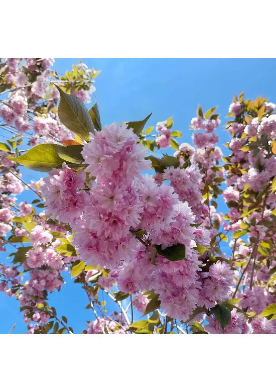 Japanische Blütenkirsche 'Kanzan' | Prunus serrulata 'Kanzan'