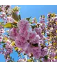 Japanische Blütenkirsche 'Kanzan' | Prunus serrulata 'Kanzan'