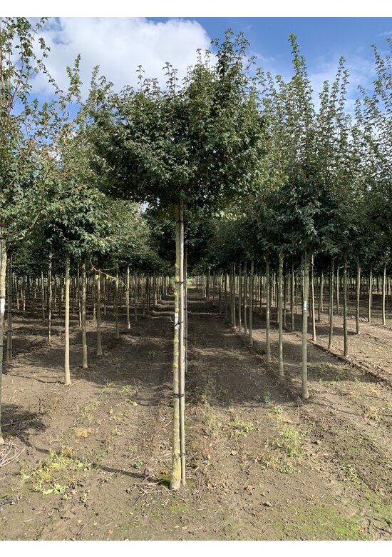 Kugel-Feldahorn 'Nanum' | Acer campestre 'Nanum'