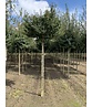 Kugel-Feldahorn 'Nanum' | Acer campestre 'Nanum'
