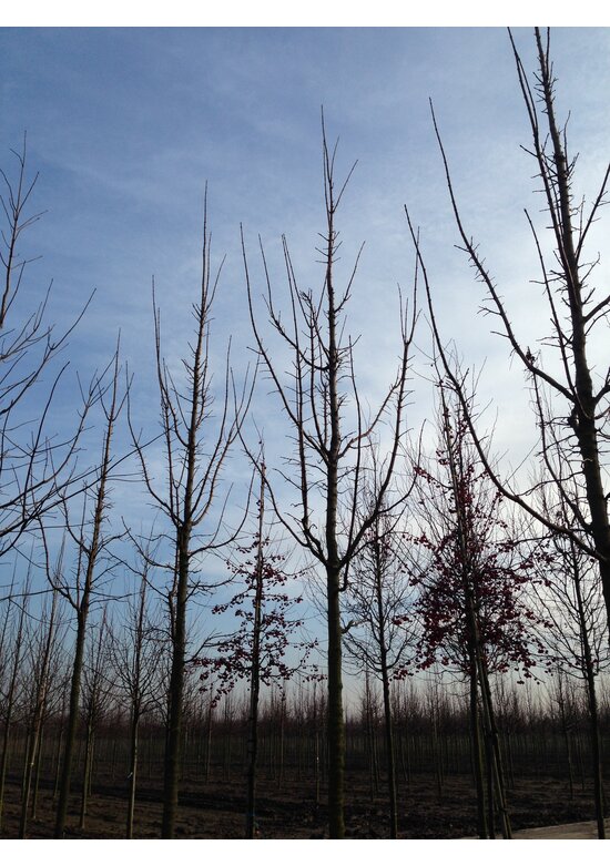 Säulenförmiger Spitzahorn 'Columnare' | Acer platanoides 'Columnare'