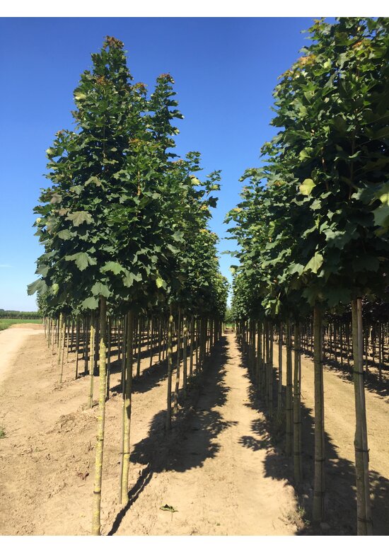 Säulenförmiger Spitzahorn 'Columnare' | Acer platanoides 'Columnare'