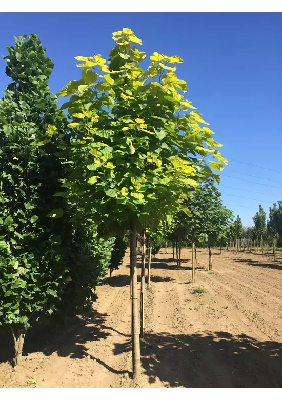 Gelber Trompetenbaum | Catalpa bignonioides 'Aurea'