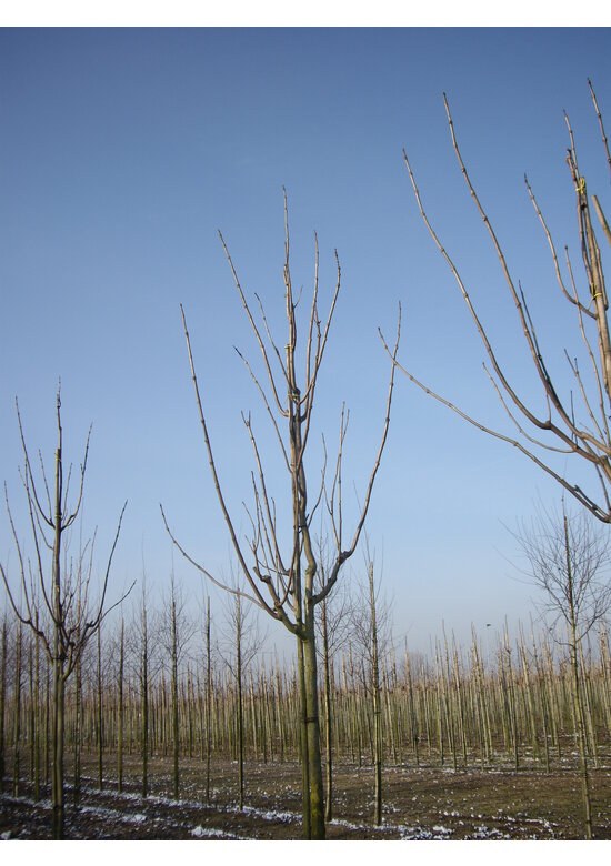 Blut Trompetenbaum | Catalpa erubescens Purpurea