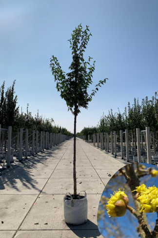 Kornelkirsche Baum | Cornus mas