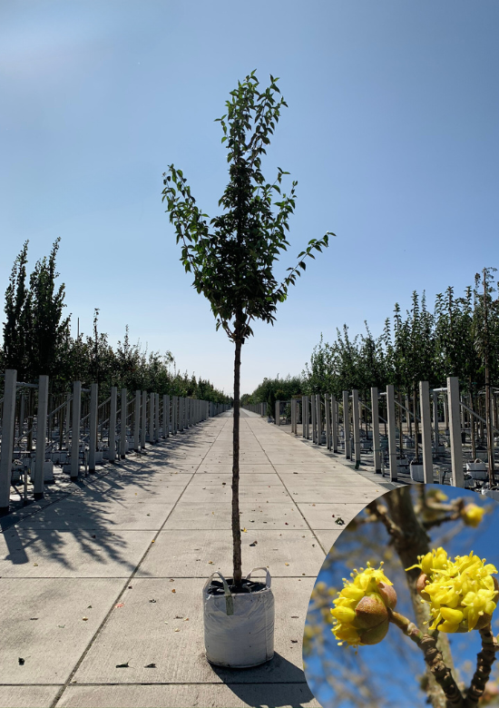 Kornelkirsche Baum Kaufen | 3 Jahre Garantie - Venovi
