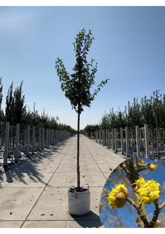Kornelkirsche Baum | Cornus mas