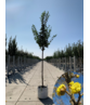 Kornelkirsche Baum | Cornus mas Kornelkirsche Baum | Cornus mas