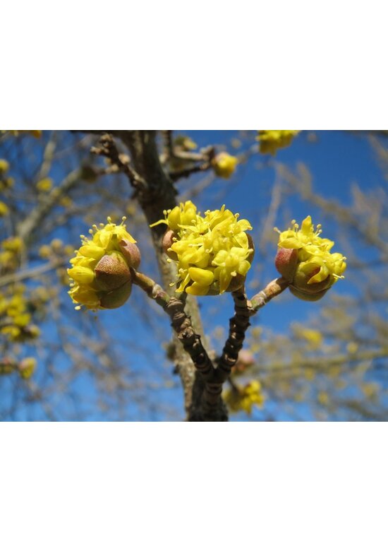 Kornelkirsche Baum | Cornus mas