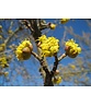 Kornelkirsche Baum | Cornus mas