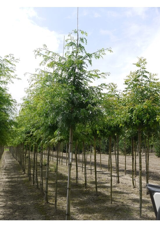 Dornenloser Lederhülsenbaum 'Inermis' | Gleditsia triacanthos 'Inermis'