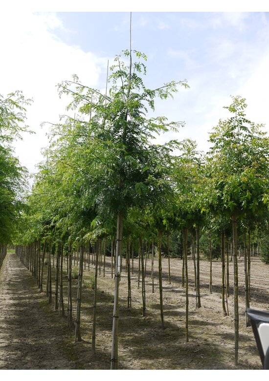 Dornenloser Lederhülsenbaum 'Inermis' | Gleditsia triacanthos 'Inermis'