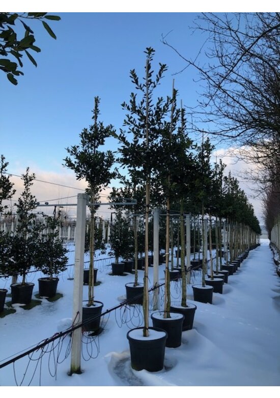 Ilex Baum Nellie R.Stevens | Ilex mutchagara 'Nellie R.Stevens'