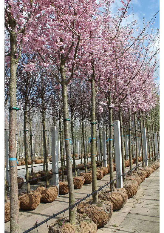 Zierkirsche 'Accolade' | Prunus 'Accolade' Zierkirsche 'Accolade' | Prunus 'Accolade'