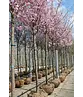Zierkirsche 'Accolade' | Prunus 'Accolade' Zierkirsche 'Accolade' | Prunus 'Accolade'