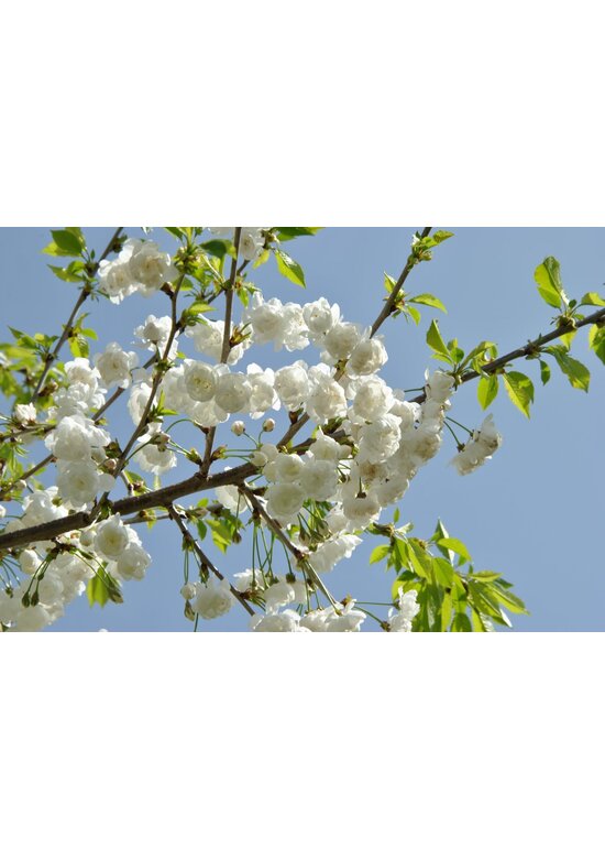 Gefülltblühende Vogelkirsche 'Plena' | Prunus avium 'Plena'