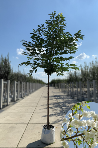 Gefülltblühende Vogelkirsche 'Plena' | Prunus avium 'Plena' Gefülltblühende Vogelkirsche 'Plena' | Prunus avium 'Plena'