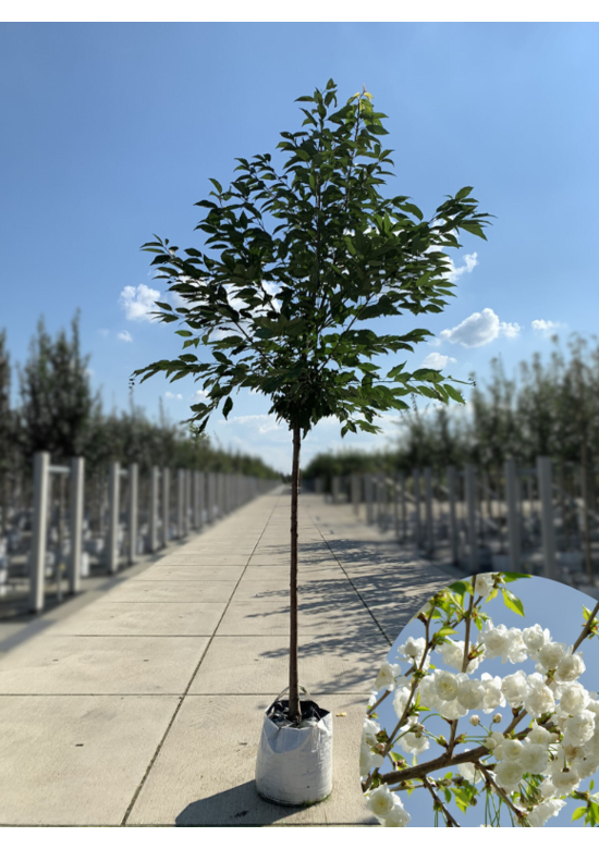 Gefülltblühende Vogelkirsche 'Plena' | Prunus avium 'Plena'