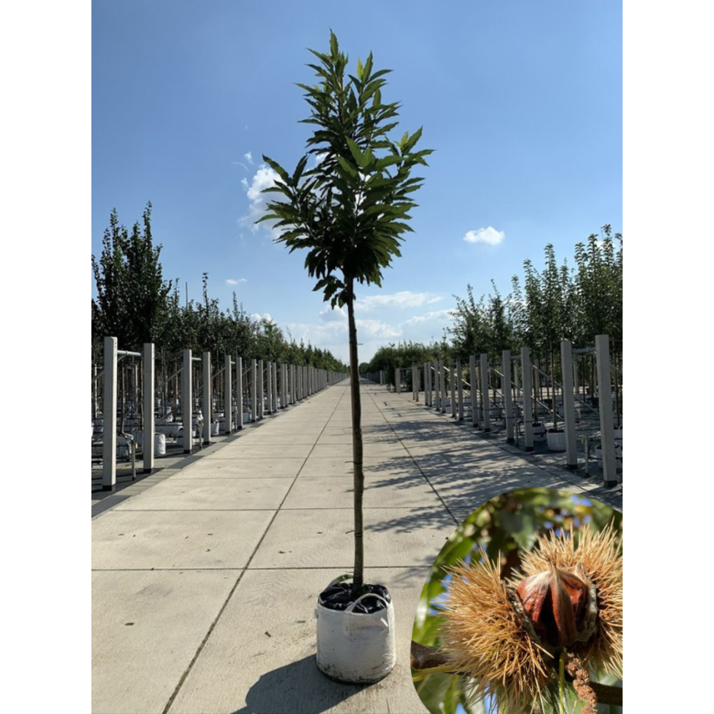 Esskastanienbaum kaufen? Perfekt für jeden Garten Venovi