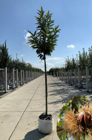 Esskastanienbaum | Castanea sativa Esskastanienbaum | Castanea sativa