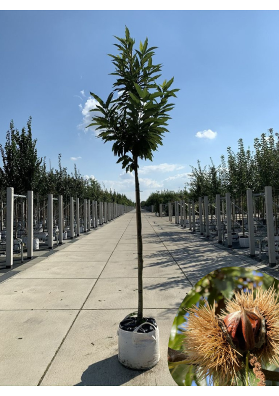 Esskastanienbaum | Castanea sativa Esskastanienbaum | Castanea sativa