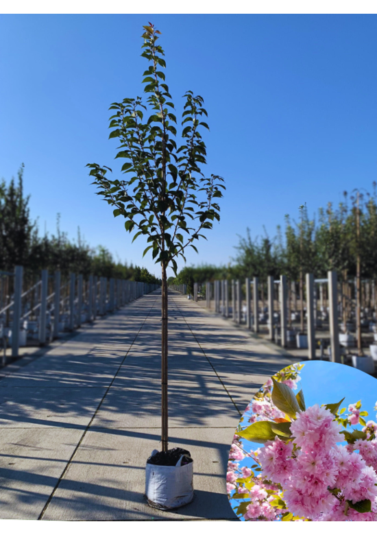 Japanische Blütenkirsche 'Kanzan' | Prunus serrulata 'Kanzan'