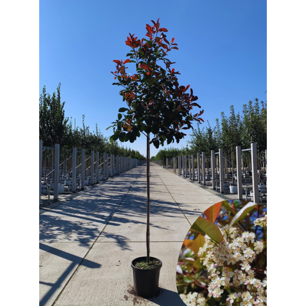 glanzmispel hecke wann pflanzen Glanzmispel – Photinia 'Red Robin' (Hecke) – Blupf by Kitzinger