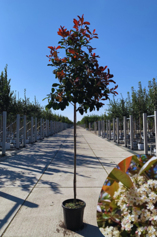 Glanzmispel Hochstamm | Photinia fraseri 'Red Robin' Glanzmispel Hochstamm | Photinia fraseri 'Red Robin'