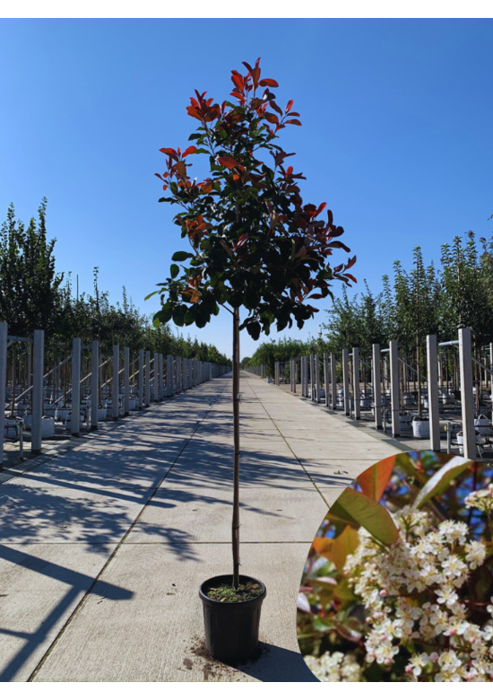Glanzmispel Baum  | Photinia fraseri 'Red Robin'