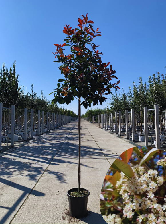 Glanzmispelbaum Kaufen | 3 Jahre Garantie - Venovi