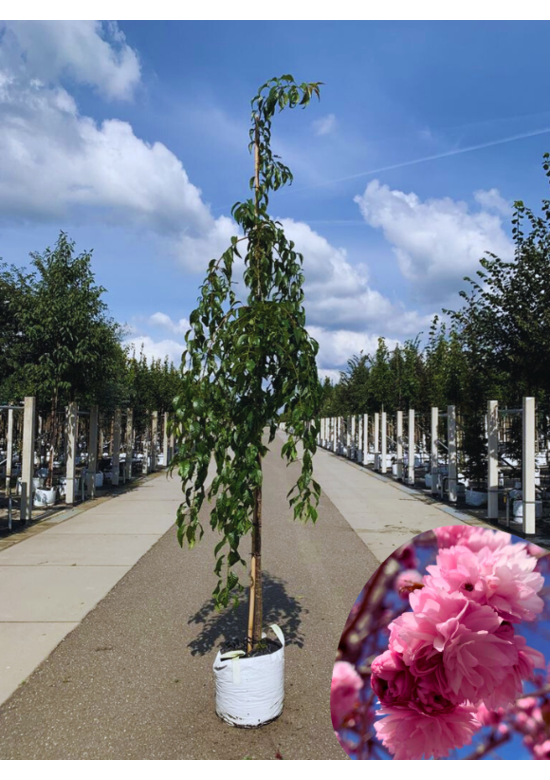 Hängende Nelkenkirsche 'Kiku-shidare-Zakura' | Prunus serrulata 'Kiku-shidare-Zakura'
