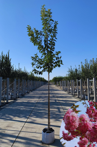 Hellrosa Nelkenkirsche 'Pink Perfection' | Prunus serrulata 'Pink Perfection'