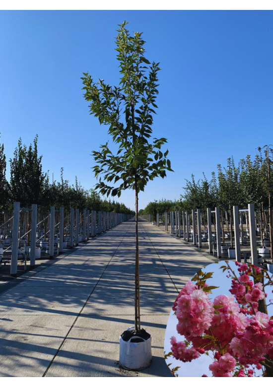 Hellrosa Nelkenkirsche 'Pink Perfection' | Prunus serrulata 'Pink Perfection'