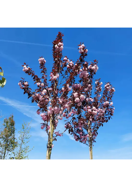 Japanische Nelkenkirsche 'Royal Burgundy' | Prunus serrulata 'Royal Burgundy'