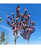 Japanische Nelkenkirsche 'Royal Burgundy' | Prunus serrulata 'Royal Burgundy'