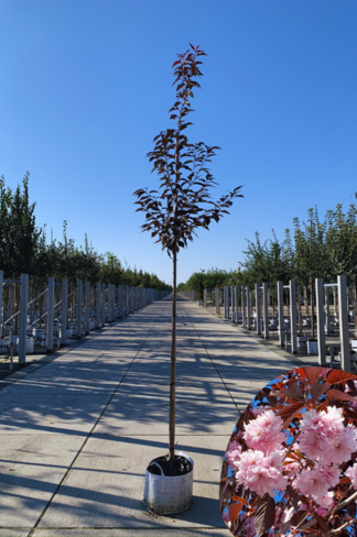 Japanische Nelkenkirsche 'Royal Burgundy' | Prunus serrulata 'Royal Burgundy'