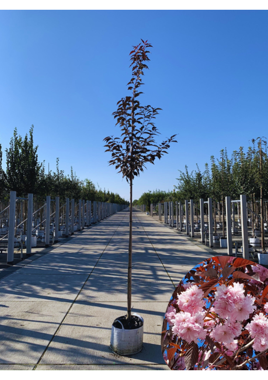 Japanische Nelkenkirsche 'Royal Burgundy' | Prunus serrulata 'Royal Burgundy'
