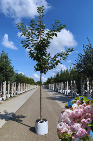 Zierkirsche 'Shirofugen' | Prunus serrulata 'Shirofugen'