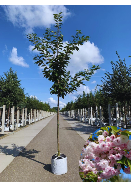 Zierkirsche 'Shirofugen' | Prunus serrulata 'Shirofugen'