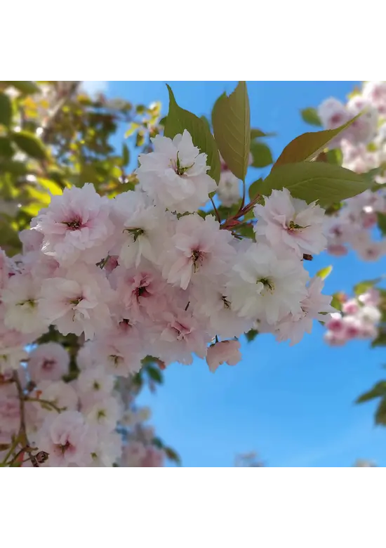 Zierkirsche 'Shirofugen' | Prunus serrulata 'Shirofugen'